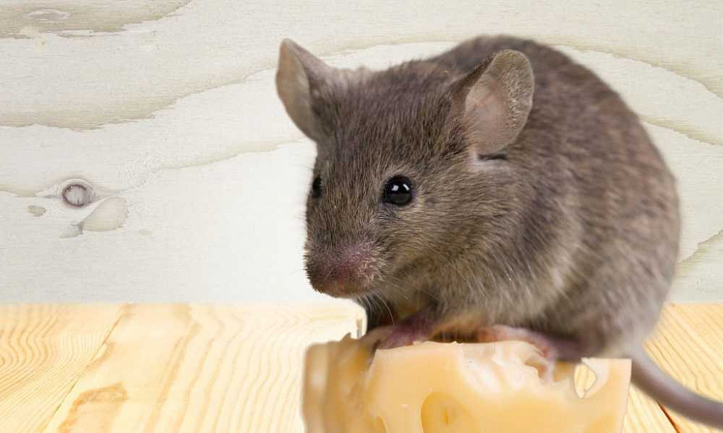 Comment bien utiliser une tapette à souris ou à rats ? Notre guide